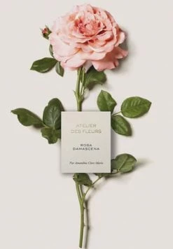 Chloé Atelier Des Fleurs Rosa Damascena, Eau De Parfum 50ml -Düfte Verkäufe unnamed file 1083