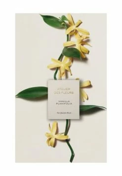 Chloé Atelier Des Fleurs Papyrus, Eau De Parfum 50ml -Düfte Verkäufe unnamed file 313