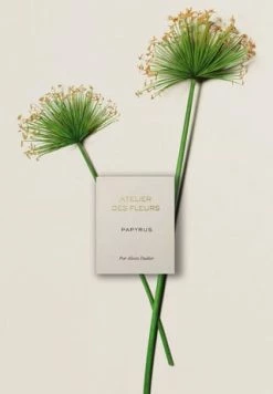 Chloé Atelier Des Fleurs Papyrus, Eau De Parfum 50ml -Düfte Verkäufe unnamed file 317