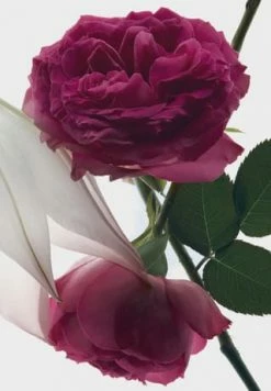 YVES SAINT LAURENT MON PARIS 30ml -Düfte Verkäufe unnamed file 364