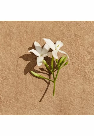 LACOSTE Pour Femme 30ml 7 LACOSTE Pour Femme 30ml – Bild 7