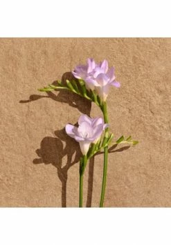 LACOSTE Pour Femme 30ml 17 LACOSTE Pour Femme 30ml -Düfte Verkäufe unnamed file 685